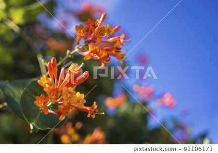 Flowers and nature in the morning Still bright This flower is Lonicera caprifoliumhe sky is clear 91106171