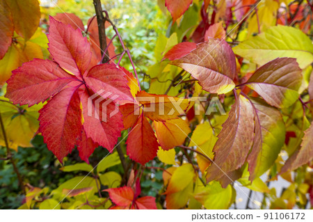 Parthenocissus quinquefolia, known as Virginia creeper, Victoria creeper, five-leaved ivy. Red foliage background red wooden wall. Natural background. 91106172