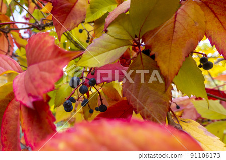 Parthenocissus quinquefolia, known as Virginia creeper, Victoria creeper, five-leaved ivy. Red foliage background red wooden wall. Natural background. 91106173