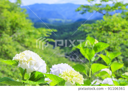 在盛開在山的新鮮綠色的繡球花。 91106361
