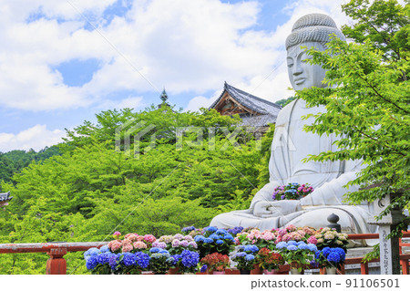 The fresh greenery and full bloom of hydrangea at Tsubo-Hanji Temple 91106501