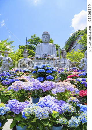 Tsubo-Hanji Temple的新鮮綠色植物和繡球盛開 91106539