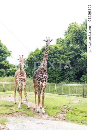 Masai giraffe zoo popular Masai giraffe zoo popular 91106591
