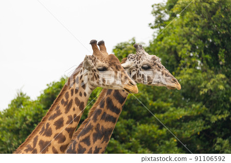 馬賽長頸鹿動物園很受歡迎 馬賽長頸鹿動物園很受歡迎 91106592