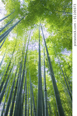 日本竹林風景 仰望竹林中筆直生長的竹子,帶有強烈的藍色調 日本竹林風景 仰望竹林中筆直生長的竹子,帶有強烈的藍色調 91106973