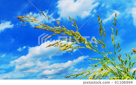 Landscape with blue sky and Johnsongrass 91106994