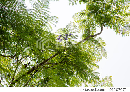 Cool jacaranda flowers Cool jacaranda flowers 91107071