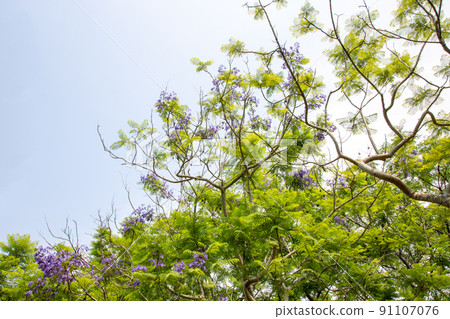 Cool jacaranda flowers Cool jacaranda flowers 91107076