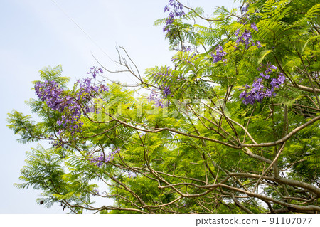 Cool jacaranda flowers Cool jacaranda flowers 91107077