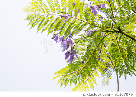 Cool jacaranda flowers Cool jacaranda flowers 91107079