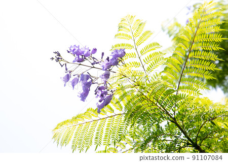 Cool jacaranda flowers 91107084