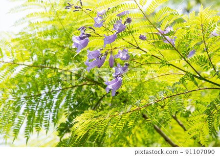 Cool jacaranda flowers Cool jacaranda flowers 91107090