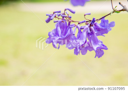 Cool jacaranda flowers Cool jacaranda flowers 91107095