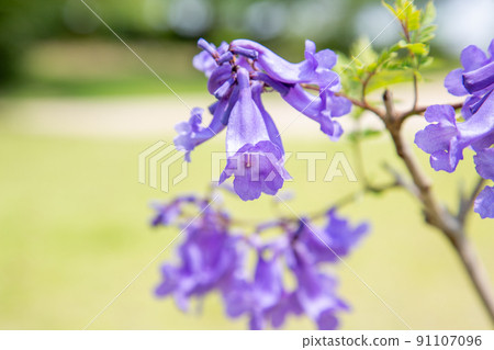 Cool jacaranda flowers Cool jacaranda flowers 91107096