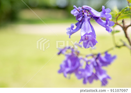 Cool jacaranda flowers Cool jacaranda flowers 91107097