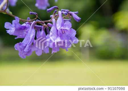 Cool jacaranda flowers 91107098