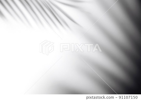 The shadow of a palm leaf against a white wall. 91107150