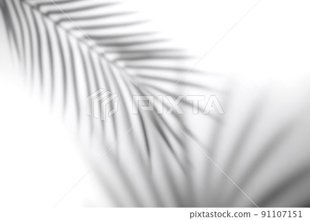 The shadow of a palm leaf against a white wall. 91107151
