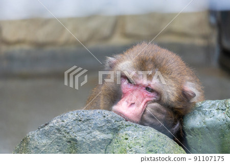 Seriously thinking Japanese macaque Seriously thinking Japanese macaque 91107175