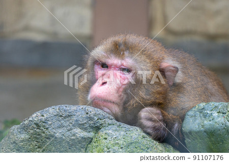 Seriously thinking Japanese macaque Seriously thinking Japanese macaque 91107176
