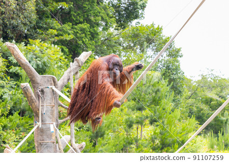 An orangutan walking a tightrope dexterously 91107259
