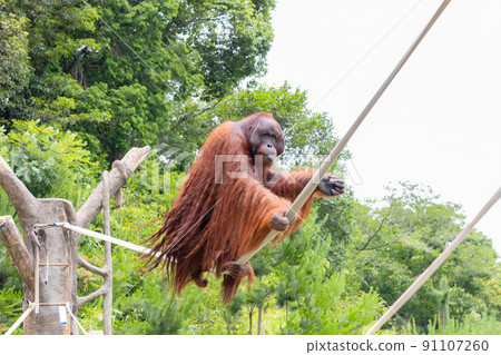 An orangutan walking a tightrope dexterously 91107260