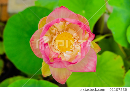 Lotus buds 91107286