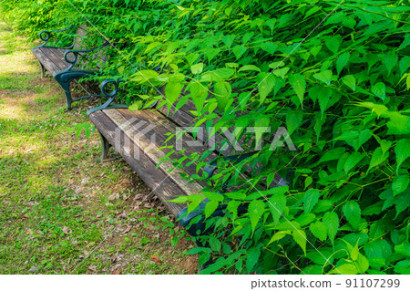 Bench / park image 91107299