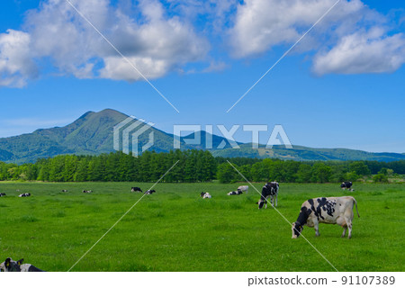 Scenery of Mt. Musadake and grazing in Nakashibetsu Town Scenery of Mt. Musadake and grazing in Nakashibetsu Town 91107389