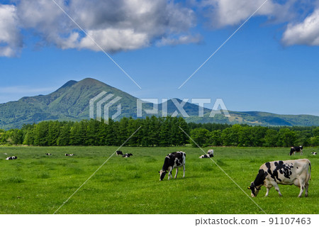 Scenery of Mt. Musadake and grazing in Nakashibetsu Town Scenery of Mt. Musadake and grazing in Nakashibetsu Town 91107463