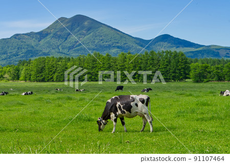 Scenery of Mt. Musadake and grazing in Nakashibetsu Town 91107464
