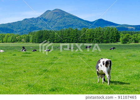Scenery of Mt. Musadake and grazing in Nakashibetsu Town Scenery of Mt. Musadake and grazing in Nakashibetsu Town 91107465