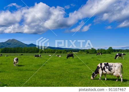 Scenery of Mt. Musadake and grazing in Nakashibetsu Town Scenery of Mt. Musadake and grazing in Nakashibetsu Town 91107467