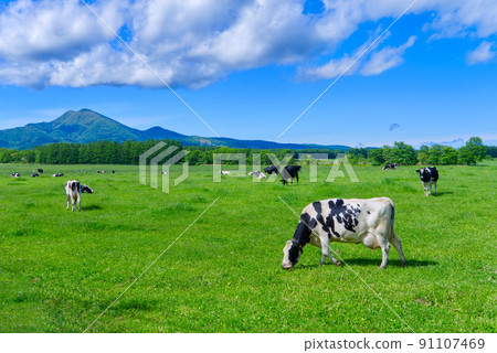 Scenery of Mt. Musadake and grazing in Nakashibetsu Town Scenery of Mt. Musadake and grazing in Nakashibetsu Town 91107469