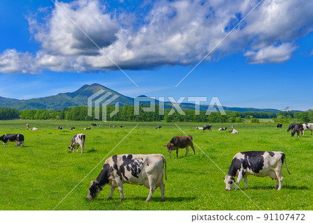 Scenery of Mt. Musadake and grazing in Nakashibetsu Town 91107472