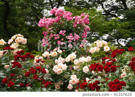 Satomi Park in Ichikawa City, colorful rose flowers 91107628