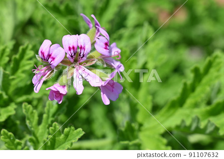 Evergreen shrub of sweet scented geranium (Geraniaceae) 91107632