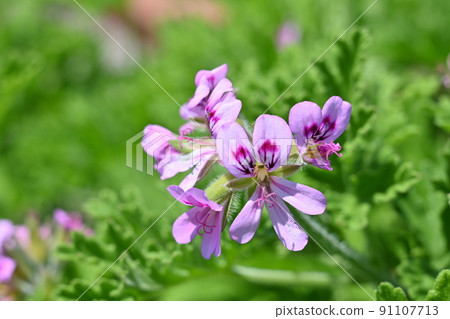 Evergreen shrub of sweet scented geranium (Geraniaceae) Evergreen shrub of sweet scented geranium (Geraniaceae) 91107713
