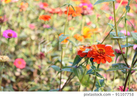 萬壽菊盛開 日立海濱公園 常陸那中海濱公園 91107758