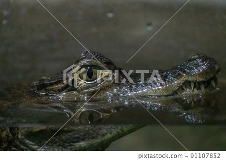 Spectacled caiman with only eyes and nose in the water 91107852