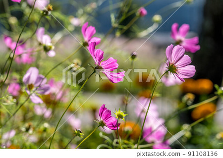 秋風和波斯菊花 91108136