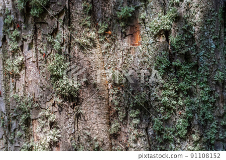Bark with lichen of the tree. Bark with lichen of the tree. 91108152