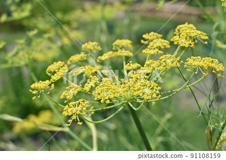 Perennial plant of fennel fennel (Umbelliferae) 91108159
