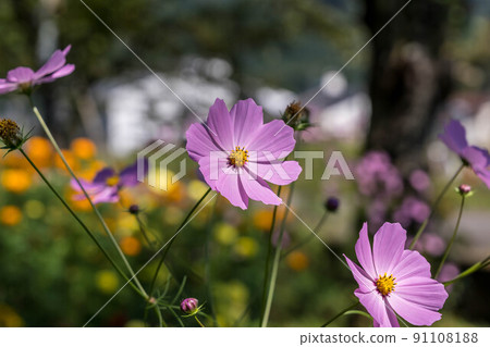 Soft autumn sunshine and cosmos Soft autumn sunshine and cosmos 91108188
