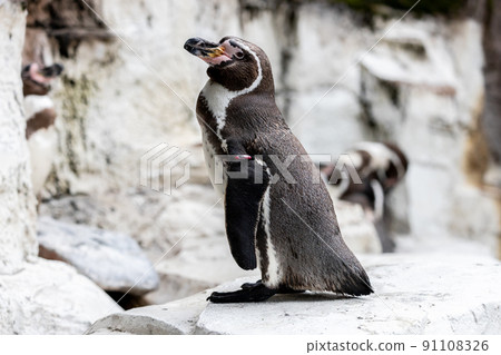 Humboldt Penguin Humboldt Penguin 91108326