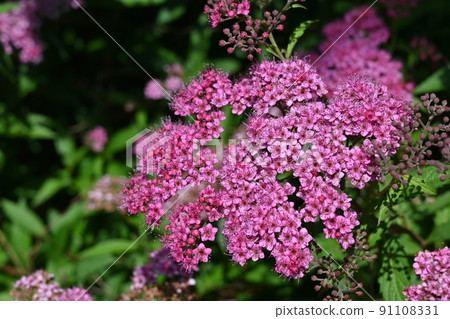 Deciduous shrub of Spirea (Rosaceae) 91108331