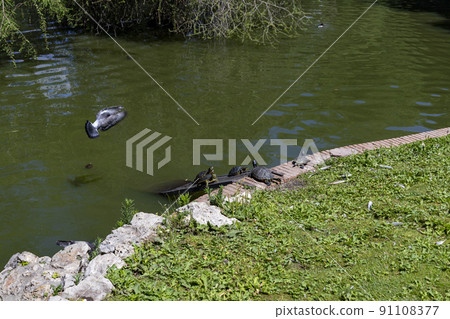 Turtles. Park. Turtles on a wooden ramp sunbathing in a park in Madrid next to a pond and gardens with green grass, in Spain. Europe. Horizontal photography. 91108377
