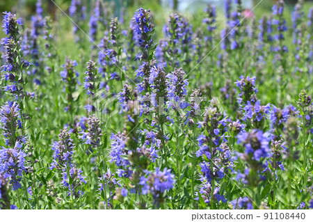 Yanagihakka Hyssop (Lamiaceae) perennial 91108440
