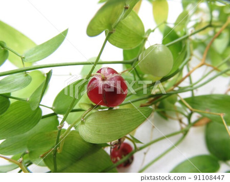 Smylux fruit Smylux fruit 91108447