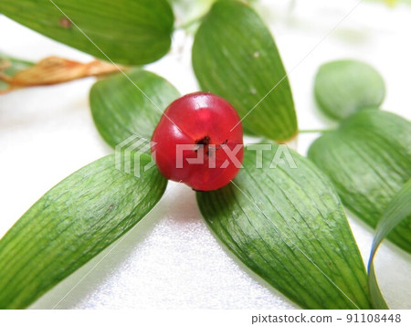 Smylux fruit 91108448